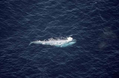 Pygmy Blue Whale (Balaenoptera musculus brevicauda) Pygmy Blue Whale (Balaenoptera musculus brevicauda)