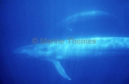 Blue Whales (Balaenoptera musculus musculus) Blue Whales (Balaenoptera musculus musculus)