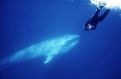 Blue Whale (Balaenoptera musculus musculus) Blue Whale (Balaenoptera musculus musculus)