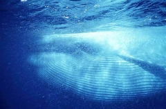Blue Whale (Balaenoptera musculus musculus) Blue Whale (Balaenoptera musculus musculus)