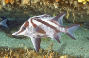 Long-snout Boarfish (Pentaceropsis recurvirostris) Long-snout Boarfish (Pentaceropsis recurvirostris)
