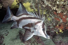 Long-snout Boarfish (Pentaceropsis recurvirostris) Long-snout Boarfish (Pentaceropsis recurvirostris)