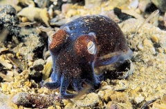Southern Bobtail Squid (Euprymna tasmanica)