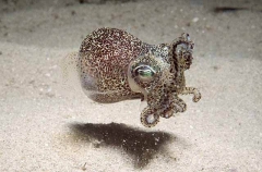 Southern Bobtail Squid (Euprymna tasmanica) Southern Bobtail Squid (Euprymna tasmanica)