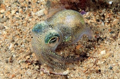 Southern Bobtail Squid (Euprymna tasmanica)