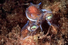 Southern Bobtail Squid (Euprymna tasmanica)
