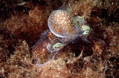 Southern Bobtail Squid (Euprymna tasmanica)