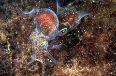 Southern Bobtail Squid (Euprymna tasmanica)