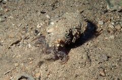 Southern Bobtail Squid (Euprymna tasmanica) Southern Bobtail Squid (Euprymna tasmanica)