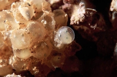 Southern Bobtail Squid (Euprymna tasmanica) Southern Bobtail Squid (Euprymna tasmanica)