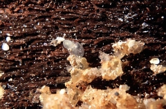 Southern Bobtail Squid (Euprymna tasmanica) Southern Bobtail Squid (Euprymna tasmanica)