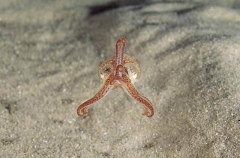 Southern Bottletail Squid (Sepiadarium austrinum)