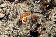 Southern Bottletail Squid (Sepiadarium austrinum) Southern Bottletail Squid (Sepiadarium austrinum)
