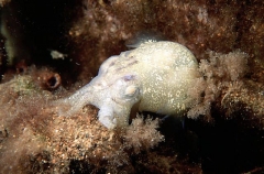 Lace Bottletail Squid (Sepiadarium sp.) Lace Bottletail Squid (Sepiadarium sp.)
