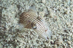 Striped Pyjama Squid (Sepioloidea lineolata)
