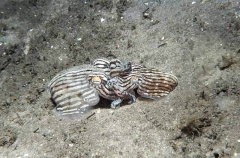Striped Pyjama Squid (Sepioloidea lineolata)