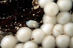 Striped Pyjama Squid (Sepioloidea lineolata) Striped Pyjama Squid (Sepioloidea lineolata)