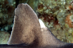 Port Jackson Shark (Heterodontus portusjacksoni)