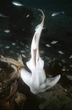 Port Jackson Sharks (Heterodontus portusjacksoni)