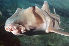 Port Jackson Shark (Heterodontus portusjacksoni)