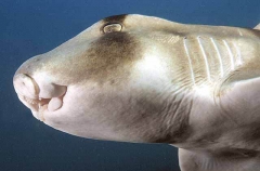 Port Jackson Shark (Heterodontus portusjacksoni)