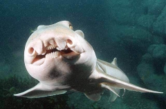 Port Jackson Shark (Heterodontus portusjacksoni)