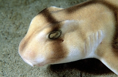 Port Jackson Shark (Heterodontus portusjacksoni) Port Jackson Shark (Heterodontus portusjacksoni)