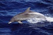 Bottlenose Dolphin (Tursiops truncatus) Bottlenose Dolphin (Tursiops truncatus)