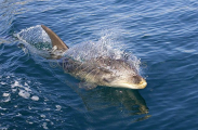 Bottlenose Dolphin (Tursiops truncatus) Bottlenose Dolphin (Tursiops truncatus)