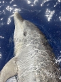 Bottlenose Dolphin (Tursiops truncatus) Bottlenose Dolphin (Tursiops truncatus)