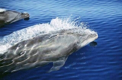 Bottlenose Dolphins (Tursiops truncatus) Bottlenose Dolphins (Tursiops truncatus)