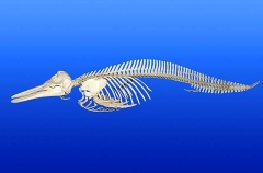 Bottlenose Dolphin (Tursiops truncatus)