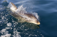 Bottlenose Dolphin (Tursiops truncatus) Bottlenose Dolphin (Tursiops truncatus)
