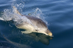 Bottlenose Dolphin (Tursiops truncatus) Bottlenose Dolphin (Tursiops truncatus)