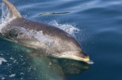 Bottlenose Dolphin (Tursiops truncatus) Bottlenose Dolphin (Tursiops truncatus)