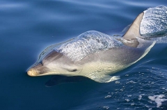 Bottlenose Dolphin (Tursiops truncatus) Bottlenose Dolphin (Tursiops truncatus)