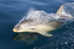 Bottlenose Dolphin (Tursiops truncatus) Bottlenose Dolphin (Tursiops truncatus)