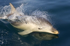Bottlenose Dolphin (Tursiops truncatus) Bottlenose Dolphin (Tursiops truncatus)