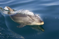 Bottlenose Dolphin (Tursiops truncatus) Bottlenose Dolphin (Tursiops truncatus)