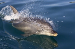 Bottlenose Dolphin (Tursiops truncatus) Bottlenose Dolphin (Tursiops truncatus)