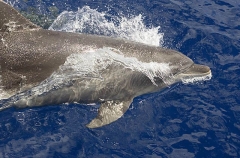 Bottlenose Dolphin (Tursiops truncatus) Bottlenose Dolphin (Tursiops truncatus)