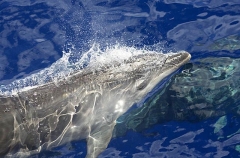 Bottlenose Dolphin (Tursiops truncatus) Bottlenose Dolphin (Tursiops truncatus)