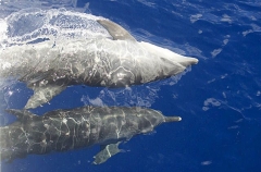 Bottlenose Dolphin (Tursiops truncatus) Bottlenose Dolphin (Tursiops truncatus)