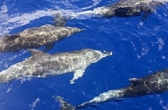 Bottlenose Dolphins (Tursiops truncatus) Bottlenose Dolphins (Tursiops truncatus)