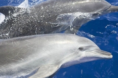 Bottlenose Dolphins (Tursiops truncatus) Bottlenose Dolphins (Tursiops truncatus)
