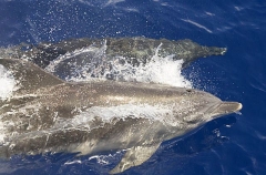 Bottlenose Dolphin (Tursiops truncatus) Bottlenose Dolphin (Tursiops truncatus)