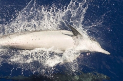 Bottlenose Dolphin (Tursiops truncatus) Bottlenose Dolphin (Tursiops truncatus)