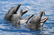 Bottlenose Dolphins (Tursiops truncatus) Bottlenose Dolphins (Tursiops truncatus)