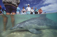 Bottlenose Dolphin (Tursiops truncatus) Bottlenose Dolphin (Tursiops truncatus)