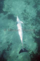 Bottlenose Dolphin (Tursiops truncatus) Bottlenose Dolphin (Tursiops truncatus)
